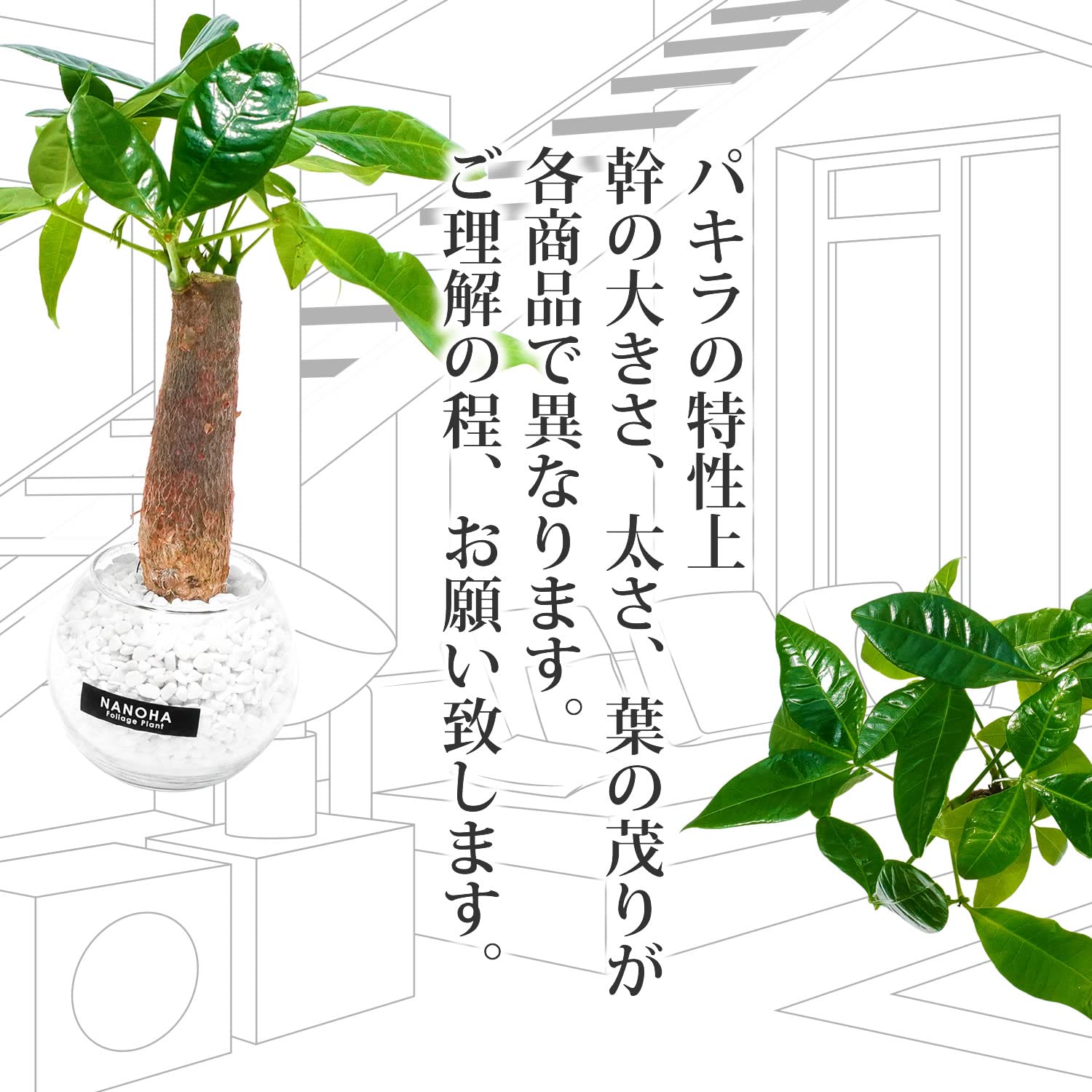 Amazon｜パキラ 白砂利 ガラスボール 丸い容器 土を使わない観葉植物